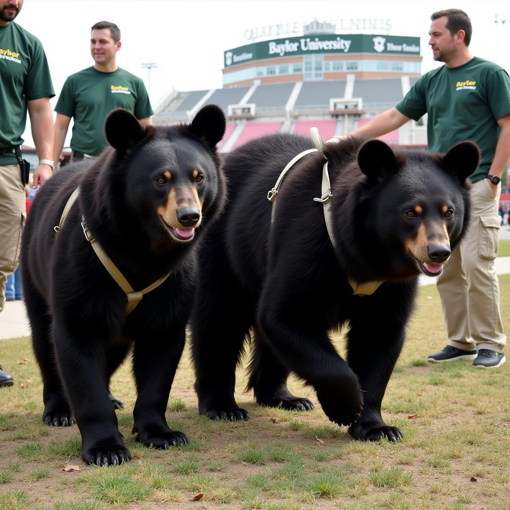 Baylor University's live bear mascots Joy and Lady