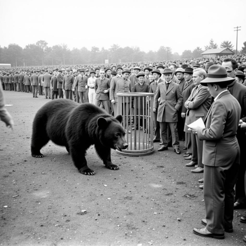 A historical photo depicting a live bear at a football game